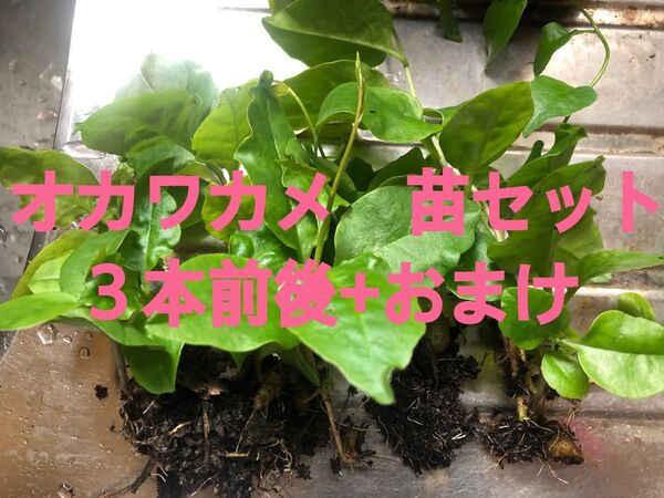 オカワカメ 苗セット+オマケ付き♪