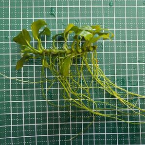 アヌビアスナナプチ 1株 水中葉