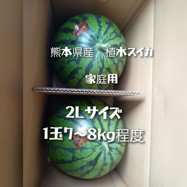 熊本県産植木スイカ 2玉入り(1玉7kg以上)