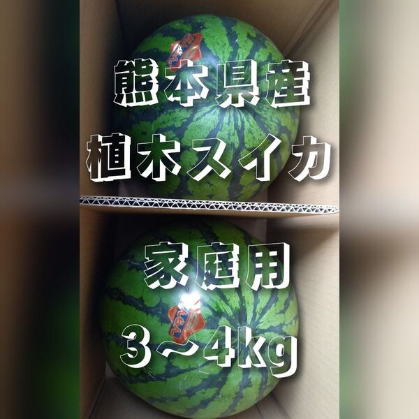 熊本県産植木スイカ 家庭用2玉入り(1玉3kg以上)