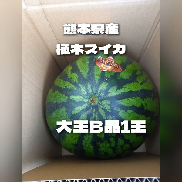 熊本県産植木スイカ B級品家庭用1玉入り(6.5kg以上)