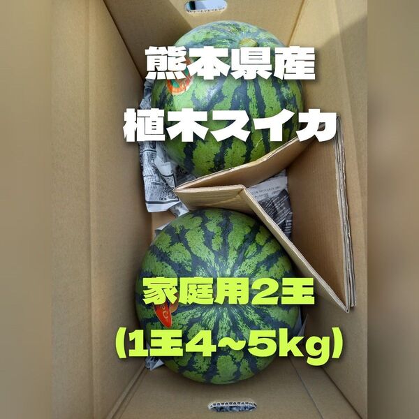 熊本県産植木スイカ 2玉入り(1玉4kg以上)