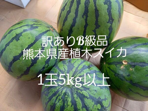 熊本県産植木スイカ B級品家庭用2玉入り(1玉5kg以上)