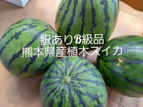 熊本県産植木スイカ B級品家庭用2玉入り(1玉5kg以上)