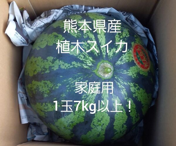 熊本県産植木スイカ 家庭用1玉入り(1玉7kg以上)
