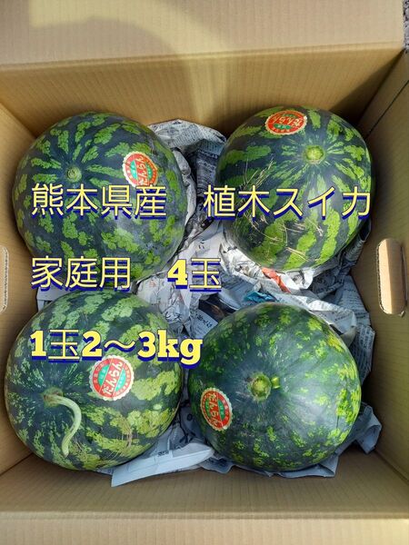 熊本県産植木スイカ 家庭用4玉入り(1玉2kg程度)