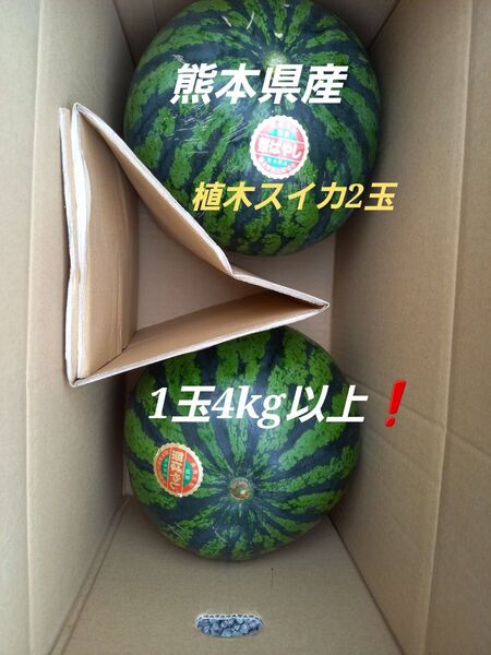 熊本県産植木スイカ 2玉入り(1玉4kg以上)