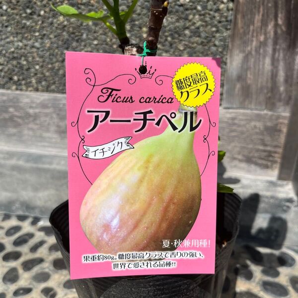 イチジク 苗木 アーチペル