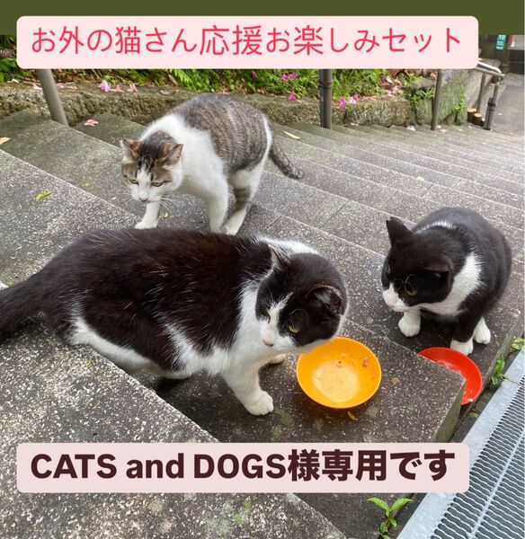 お外の猫さん応援お楽しみセット 紙石けん、お札入れ、ティータオル、シャンプーコンディショナー、マスク、コーヒー、銀河鉄道テープ