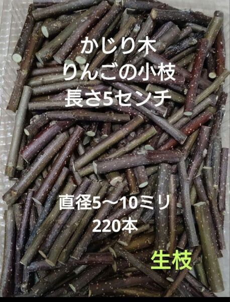 かじり木りんごの小枝220本 短いサイズ
