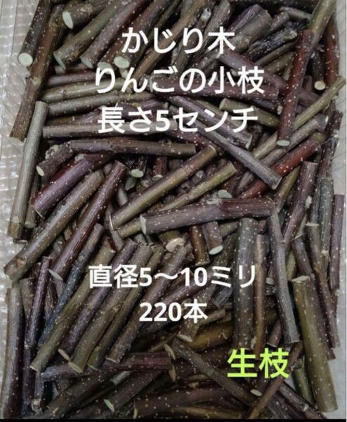 かじり木りんごの小枝30本