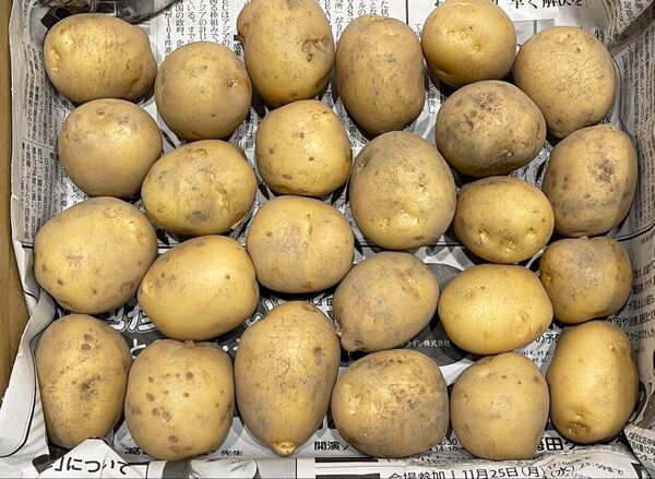 大分県産じゃがいも しっとり系 『とうや』 1.2kg 農薬栽培期間中不使用 農家直送