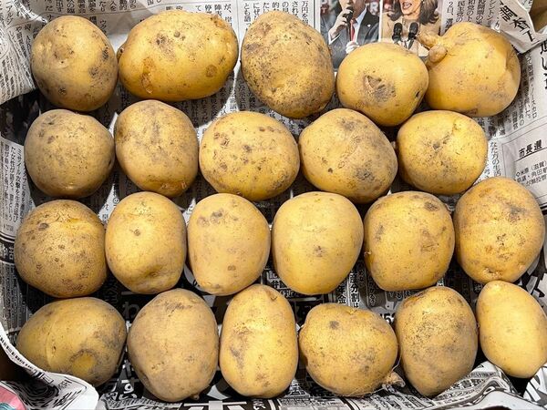大分県産じゃがいも しっとり系 『とうや』 1.2kg 農薬栽培期間中不使用 農家直送