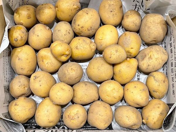 大分県産じゃがいも とうや コロコロサイズ 1.2kg 農薬栽培期間中不使用 農家直送