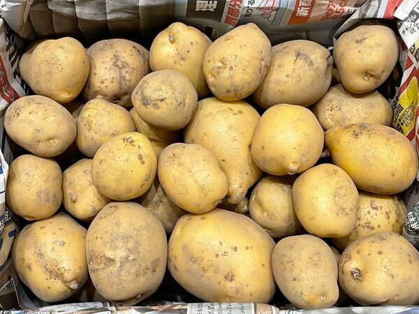 大分県産じゃがいも とうや 大中小ミックス 約3.5kg 農薬栽培期間中不使用
