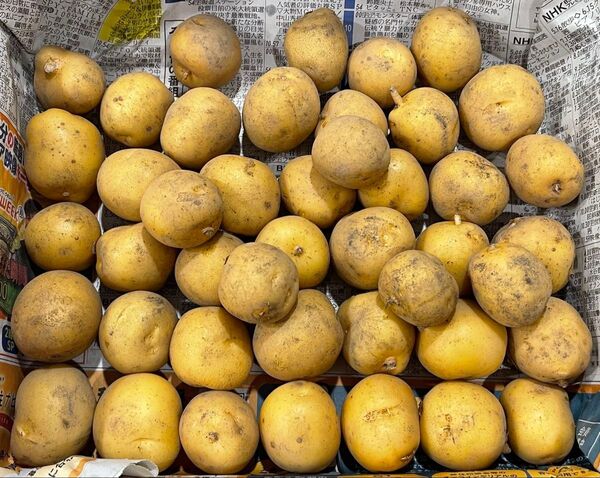 大分県産じゃがいも とうや コロコロサイズ 1.2kg 農薬栽培期間中不使用