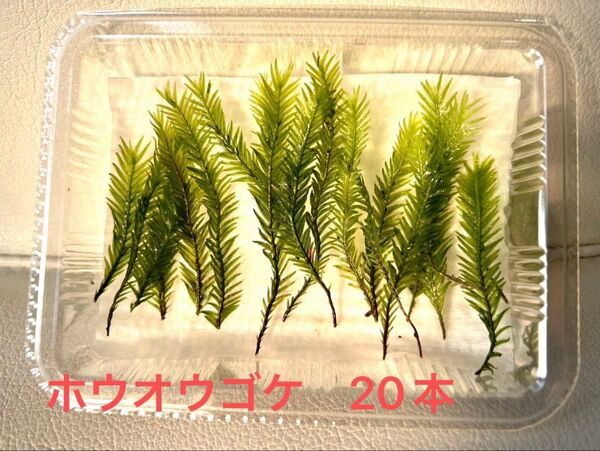 ホウオウゴケ 20本 テラリウム 苔テラリウム 苔 アクアテラリウム
