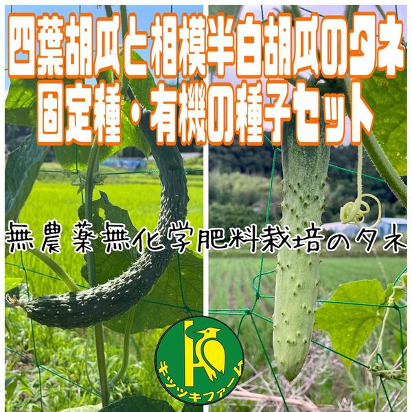 四葉胡瓜(固定種)種子と相模半白胡瓜種子 各20粒 無農薬無化学肥料栽培した有機の種