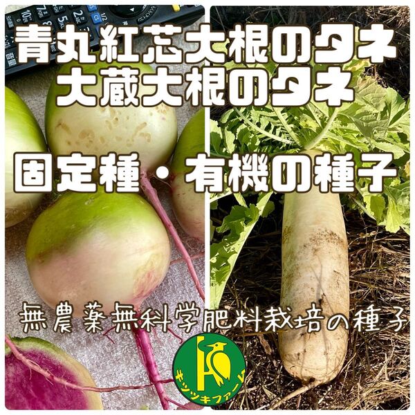 青丸紅芯大根のタネと大蔵大根のタネ 各40粒 無農薬無科学肥料栽培の種子 セット