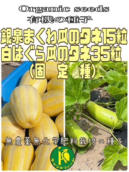 銀泉まくわ瓜(固定種)の種子15粒と白はぐら瓜(固定種)の種子35粒 無農薬無化学肥料栽培の種子セット