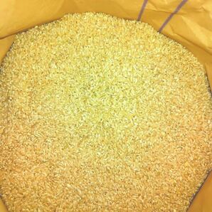 新米 令和6年産玄米 20kg 岩手県産