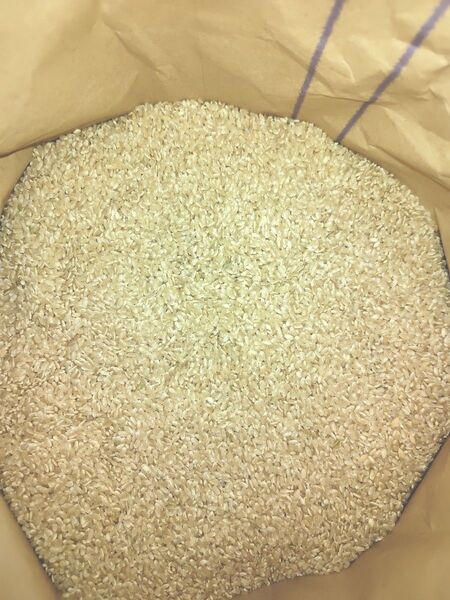 新米 玄米10kg 令和6年産 減農薬米
