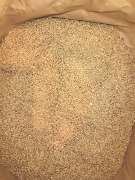 古米 玄米15kg 無農薬米 飼料米