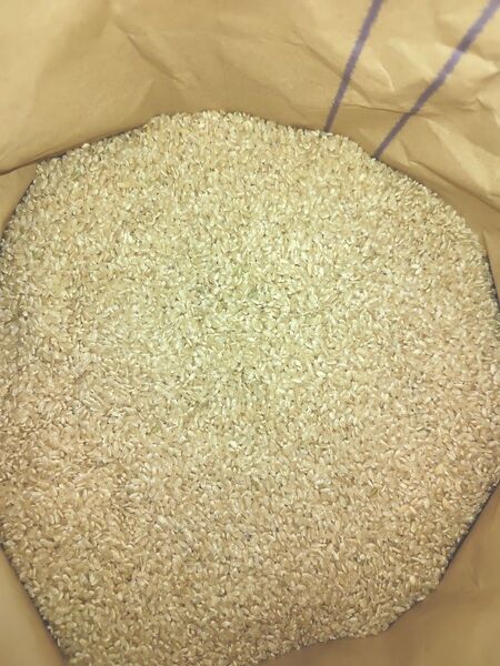新米 玄米10kg 減農薬米 岩手県産
