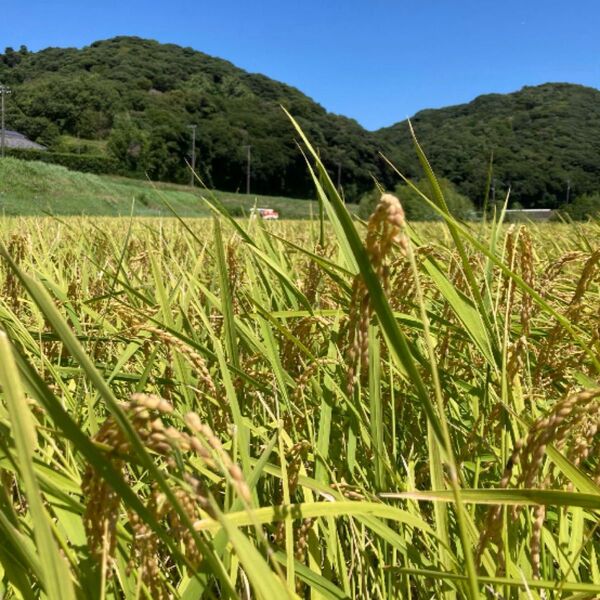 千葉県産 令和6年 コシヒカリ 一等米 玄米20kg 農家直送