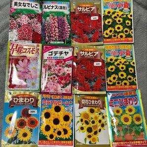 お花の種 ひまわり