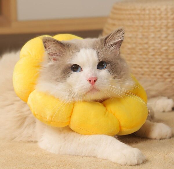 再入荷!エリザベスカラー 手術 L 猫用 犬用 術後ケア 爪切り 傷舐め 花型