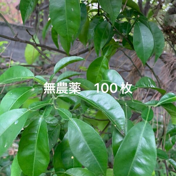 柚子の葉 100枚 保湿おり