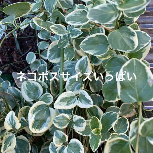 斑入りツルニチソウ(ネコポスサイズいっぱい)