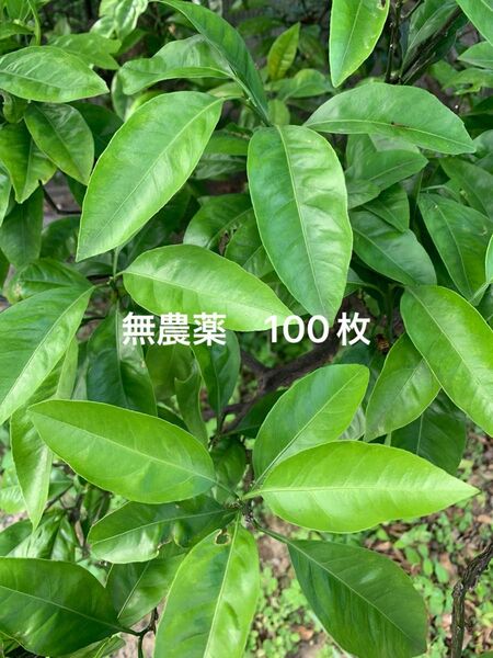みかんの葉 100枚くらい 保湿あり