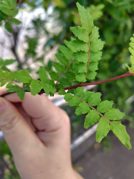 木の芽 山椒の葉 ゆうパケットいっぱい