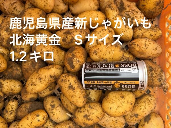 鹿児島県産新じゃがいも 北海黄金 Sサイズ