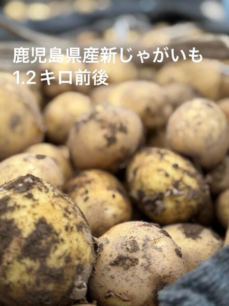 鹿児島県産新じゃがいも 1.2キロ前後