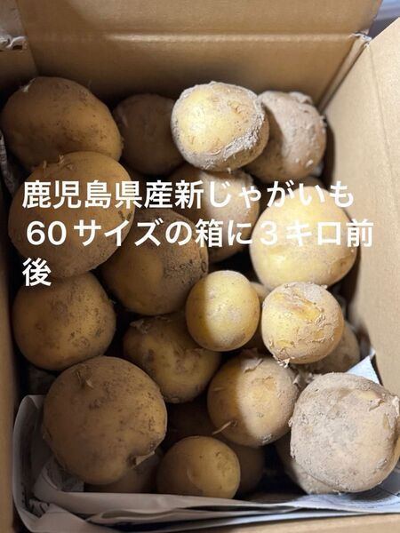 鹿児島県産新じゃがいも 60サイズの箱 3キロ前後