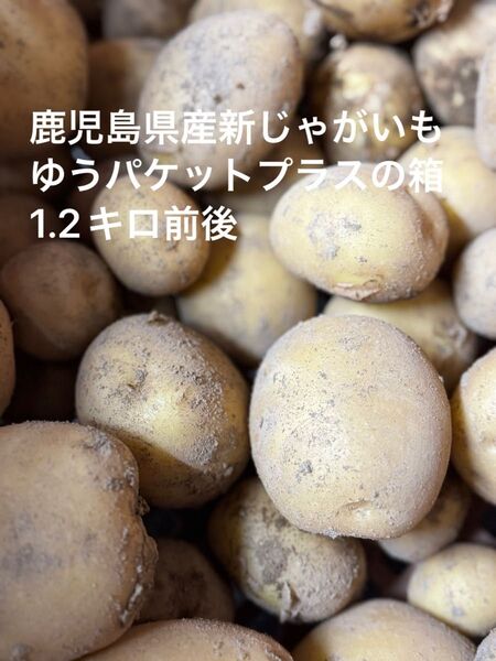 鹿児島県産新じゃがいも 1.2キロ前後