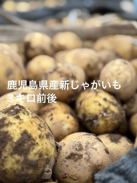 鹿児島県産新じゃがいも 60サイズの箱 3キロ前後