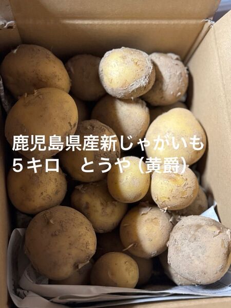 鹿児島県産新じゃがい 5キロ