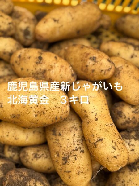 鹿児島県産新じゃがいも 3キロ