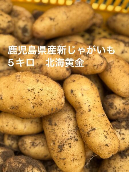 鹿児島県産新じゃがいも 北海黄金 5キロ