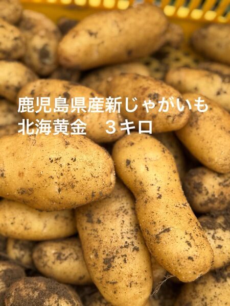 鹿児島県産新じゃがいも 北海黄金 3キロ