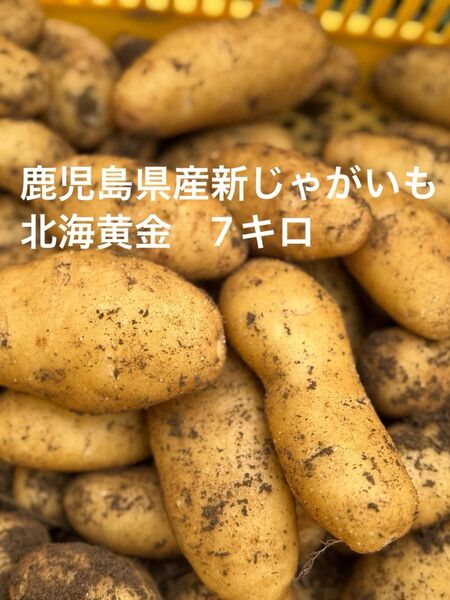 鹿児島県産新じゃがいも 北海黄金 7キロ