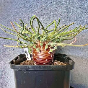 ユーフォルビア ハドラマウチカ 種子5粒 euphorbia hadramautica / エチュベルクローサ グロブリカウリス