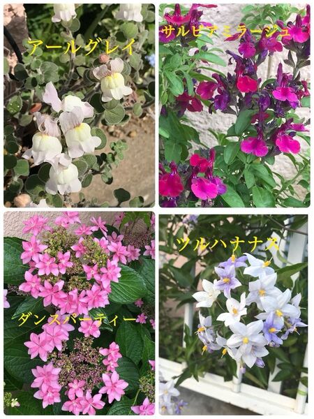 花苗色々4種セット【金魚草アールグレイ・サルビアミラージュ・紫陽花ダンスパーティー・ツルハナナス】抜き苗 ネコポス