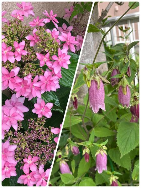 花苗セット【紫陽花ダンスパーティー・ホタルブクロ】抜き苗