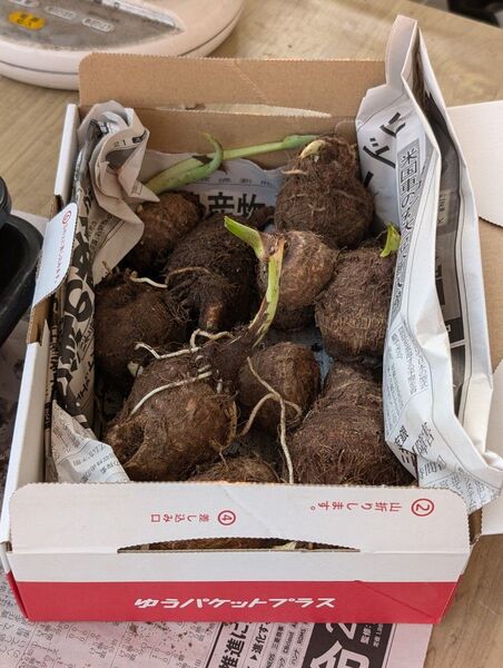 発芽済み 発根あり 里芋 種芋 土垂 土だれ 約10-12個 まとめ売り 自家栽培