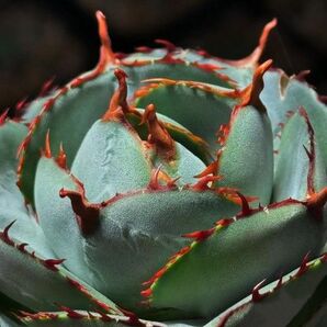 W102 多肉植物 アガベチタノタ台湾新品 稀少 龜 x 雷鬼 子株
